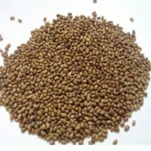 Moth Sabut 1KG